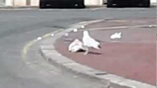 video drole de mouette [upl. by Anihc]