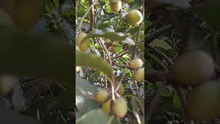 Tiny fruits of Mimusops elengi  Bakul tree [upl. by Ibib]