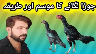 Aseer Murga ke liye Jruda lagane ka mausam aur tarikaAseel birds officialAseel birds [upl. by Aymahs]