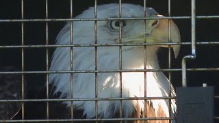 LSU football coach Brian Kelly releases bald eagle [upl. by Haliak]