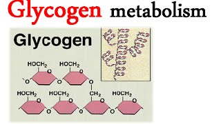 Glycogen metabolism [upl. by Adekahs658]