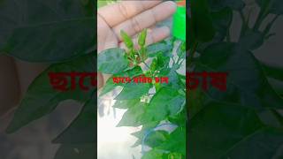 ছাদে মরিচ চাষ chad gardening viralvideo chad shorts viralvideominivlog [upl. by Aelanna]