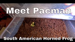 Unboxing And Creating Vivarium For A South American Horned Frog  Pacman Frog  Ceratophrys [upl. by Holder]