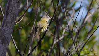 HDObservations  YellowGreen Vireo 4K UHD [upl. by Annailuj]