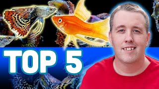 My TOP 5 LIVEBEARER AQUARIUM FISH [upl. by Ivana]