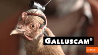 The Stabilization Power of Chicken Heads Featured in New Commercials [upl. by Anelyak]