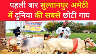 Sultanpur  दुनिया की सबसे छोटी गाय कीमत जानकर दंग रह जाएंगे। Amethi। punganur cow [upl. by Angid]