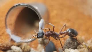 Timelapse of Myrmecia nigriceps rock collecting for her 2 beanbag sized larvae [upl. by Ahsiken]