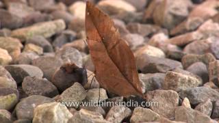 Not a fallen leaf but the Orange Oakleaf Butterfly  master of camouflage [upl. by Athalia]