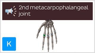 2nd metacarpophalangeal joint  Anatomical Terms Pronunciation by Kenhub [upl. by Nyladnarb]