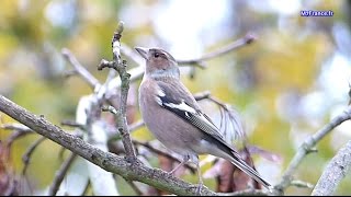 Oiseau du Jardin le Pinson des Arbres par Malay Phcar [upl. by Arihay]