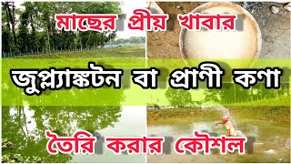 পুকুরে জুপ্লাংকটন তৈরি করার পদ্ধতি  How to Culture Zooplankton in Fish Pond মাছের প্রাকৃতিক খাদ্য [upl. by Girard99]