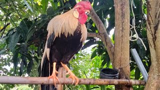 Hoabachthuy đang phát trực tiếp gà cảnh gà đuôi dài Long tail chicken [upl. by Nylknarf]