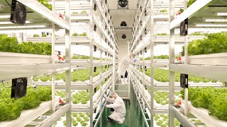 farming is science process of growing fresh vegetables by Korean scientists [upl. by Assilram223]