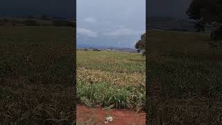 Sorgo depois de colhido automobile trabalhonocampo trabalhonaroca vidanaroça dacidadeprocampo [upl. by Herzog]