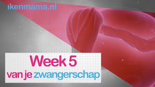 5 weken zwanger Bekijk symptomen informatie over de echo en je kindje  ikenmamanl [upl. by Lecia186]