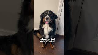 My Bernese Mountain Dog Is Reunited With His Golden Retriever Best Friend After 5 Months Apart🥹 [upl. by Asli419]