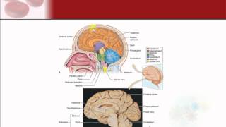 Chapter 9  The Nervous System [upl. by Ocko]