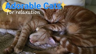 Adorable Cats Napping  Time to Relax [upl. by Meilen56]