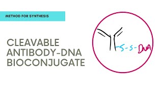 Antibody DNA Conjugate Synthesis Protocol  Bioconjugation Methods [upl. by Nylikcaj]