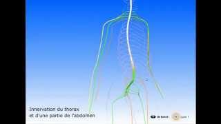 Vidéo sonorisée La moelle épinière et les nerfs rachidiens [upl. by Yrogiarc]