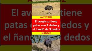 diferencia entre avestruz y ñandú [upl. by Harley]