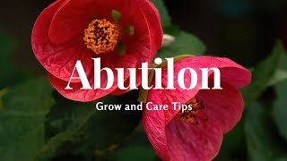 Abutilon Grow and Care Tips [upl. by Andromada61]