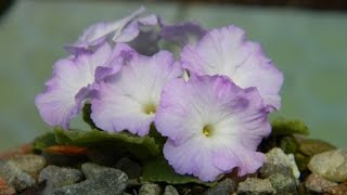 Primula Auricula amp Marginata Spring Care amp How to Remove Dead Leaves [upl. by Michaela569]