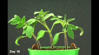 Time Lapse  Tomato Plant HD [upl. by Nonnarb8]