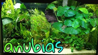 AQUARIUMPLANT Anubias de PERFECTE plant voor beginners Nickey [upl. by Helm28]