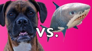 Brock the Boxer Dog vs Air Swimmer SHARK [upl. by Raimes925]