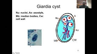 Giardiasis Lecture LEM [upl. by Nordine132]