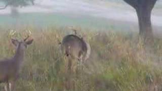 Whitetail deer mating Nov 7 2006 [upl. by Annecorinne]