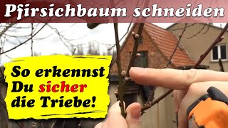 Pfirsichbaum schneiden im Frühjahr  Ulrich´s Hof [upl. by Ennaisoj]