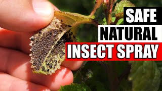 DIY Natural Aphid And Insect Spray [upl. by Beka]