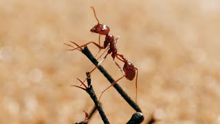 The Tiny World Of Insects  BBC Earth [upl. by Goff]