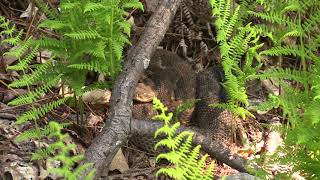 Preseason Rattlesnake Hunt  Double Digit Snakes [upl. by Ahsoek85]