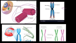 Grade 12 Life Sciences Meiosis Part 1 [upl. by Ylehsa14]