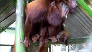 Howler monkeys just before rainwmv [upl. by Seroled]