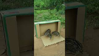 Auto Processing Quail Trap shorts [upl. by Ahselef]