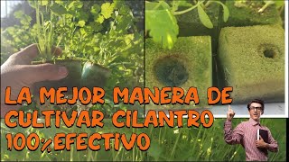 La mejor forma de cultivar cilantro UTILIZANDO ESPONJA COMO SOPORTE [upl. by Ayyn753]