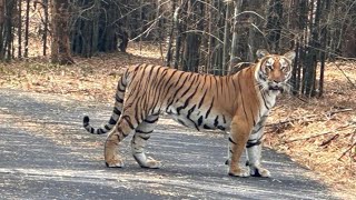 Tiger At Bannerghatta National Park [upl. by Raddatz]