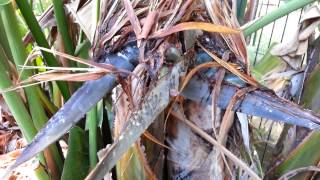 Strelitzia Nicolai seed pods  Giant White Bird of Paradise  Wild Banana HD 05 [upl. by Esenaj]