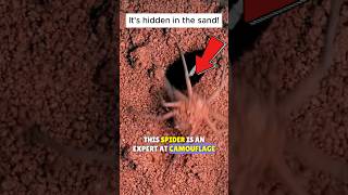 🕷️The SixEyed Sand Spider Is An Expert Hunter✨ shortsfeed sandspider [upl. by Aztin]