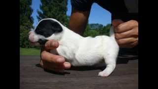 Cuccioli Jack Russell Terrier [upl. by Alonso]