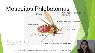 González Jazmín Phlebotomus [upl. by Niwde]