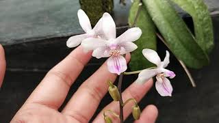 Phalaenopsis lindenii [upl. by Campball]