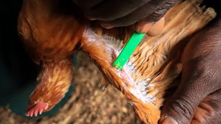 Vaccinating the Chickens against Fowl Pox [upl. by Philipps]