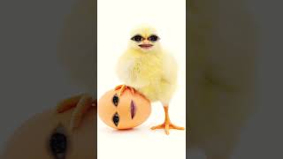 egg 🥚 murgi chicken baby cock hen cartoon chickensong chicken funny animals rooster an [upl. by Anahpos]