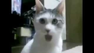 Gato Sorprendidomp4 [upl. by Aidile]